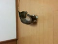 動画:変なの。