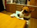 動画:お父さんがやってきた!!