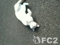 動画:ティッキー