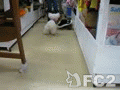 動画:バニラとももちゃん