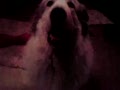 動画:アシュレイご対面@バリ(吠え声注意!!)