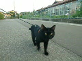 動画:お散歩黒猫まったり歩く