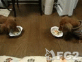 動画:それほどのご馳走じゃないんだけど・・・